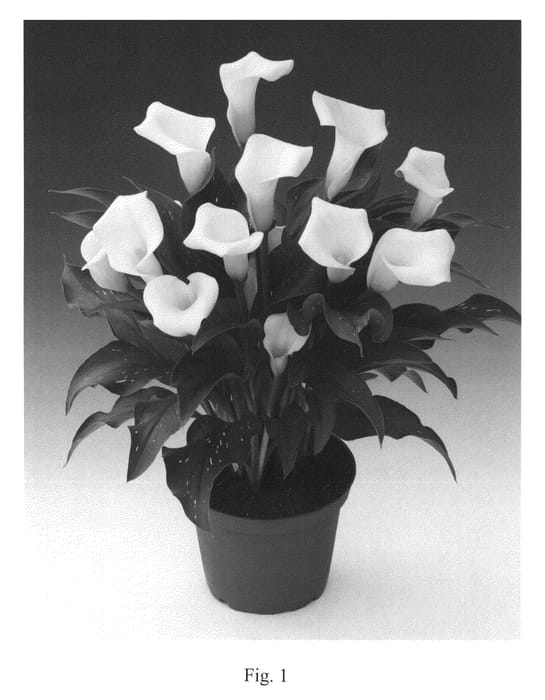 Figure 1 of US plant patent PP24275, the photograph of Calgary printed in the patent.