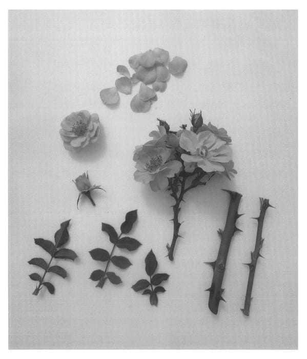 Figure 1 of US plant patent PP24276, the photograph of Poulcot011 printed in the patent.
