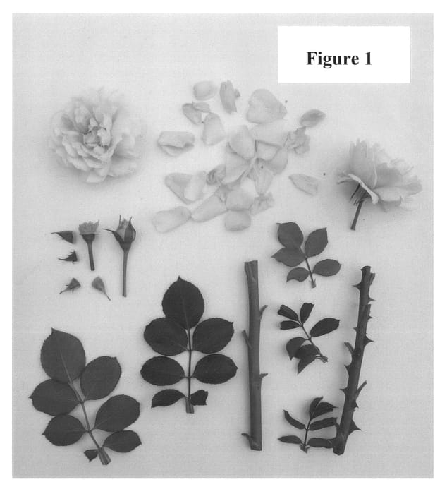 Figure 1 of US plant patent PP24277, the photograph of Poulcas039 printed in the patent.
