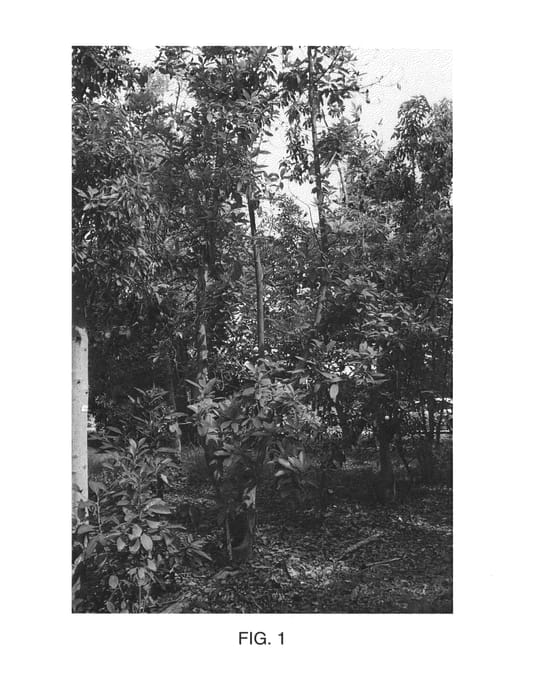 Figure 1 of US plant patent PP24278, the photograph of Uzi printed in the patent.