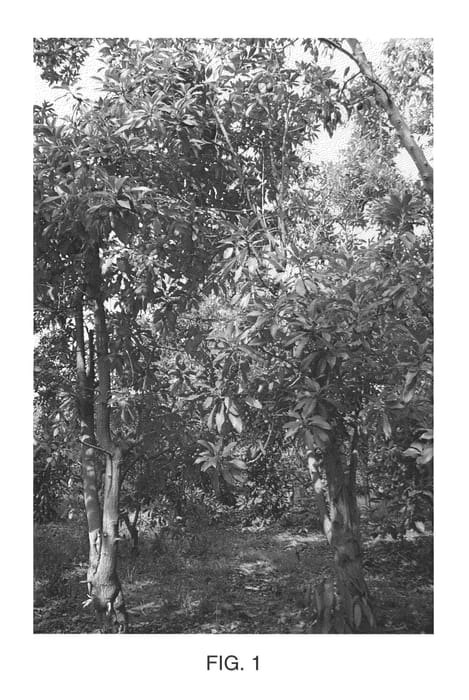 Figure 1 of US plant patent PP24279, the photograph of Steddom printed in the patent.