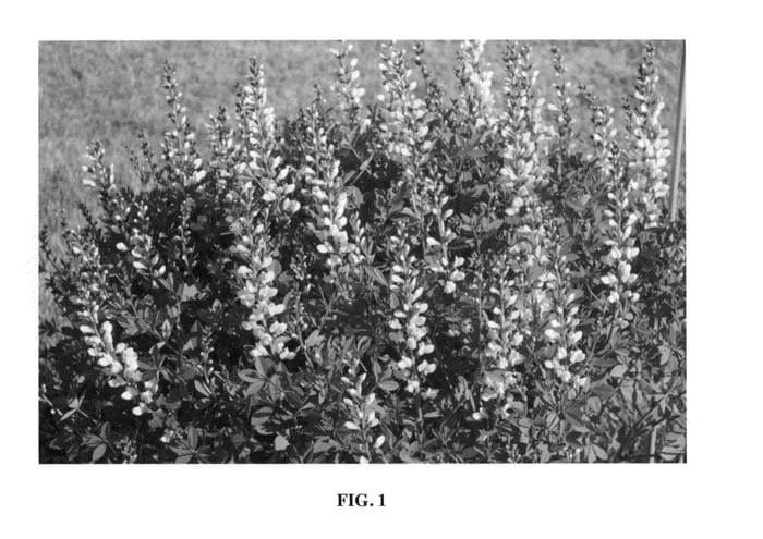 Figure 1 of US plant patent PP24280, the photograph of Lemon Merinque printed in the patent.