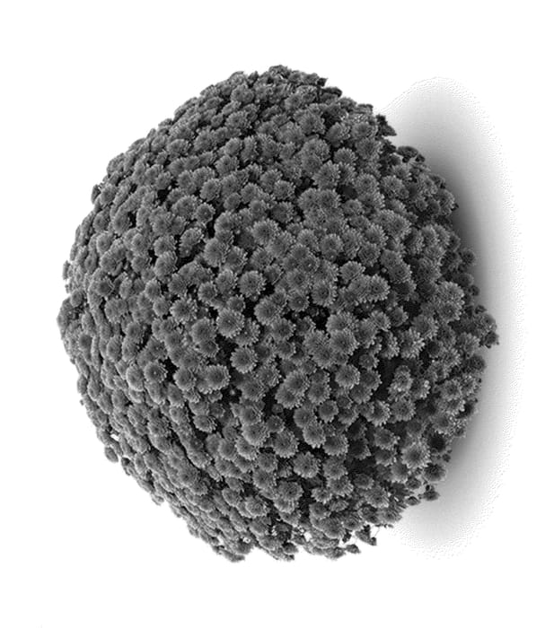 Figure 1 of US plant patent PP24281, the photograph of Jasoda Mauve printed in the patent.
