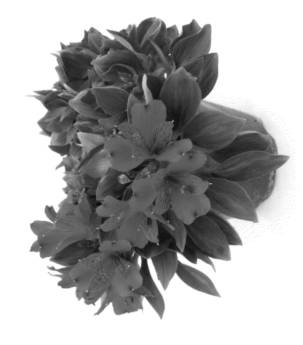Figure 1 of US plant patent PP24282, the photograph of Koncavito printed in the patent.