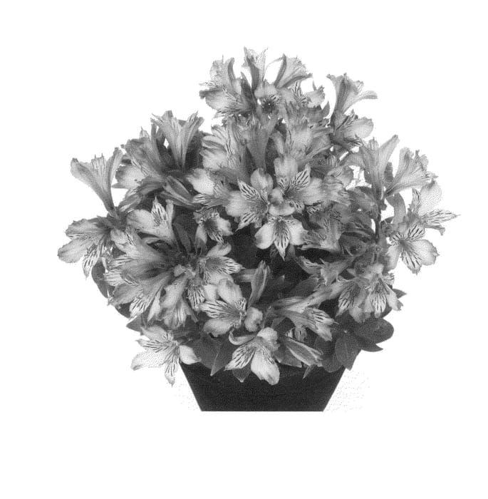 Figure 1 of US plant patent PP24283, the photograph of Tesbryce printed in the patent.