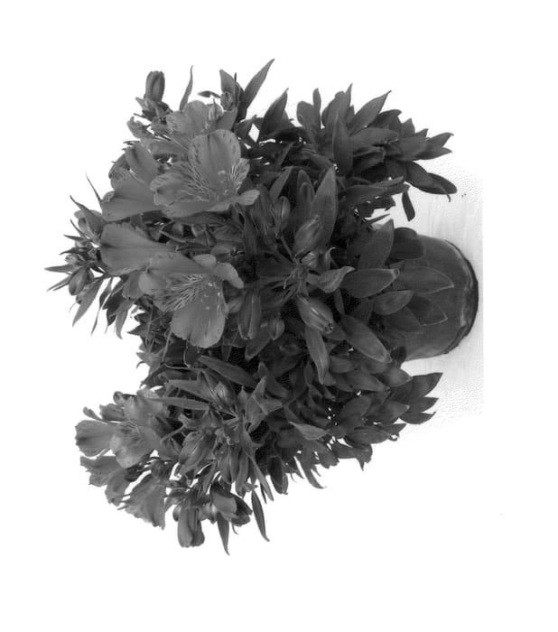 Figure 1 of US plant patent PP24284, the photograph of Koncalolly printed in the patent.