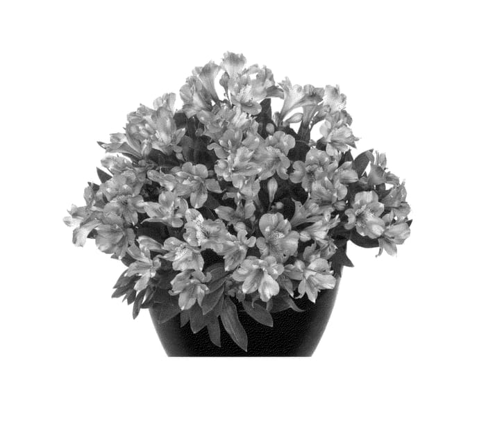 Figure 1 of US plant patent PP24285, the photograph of Teskani printed in the patent.