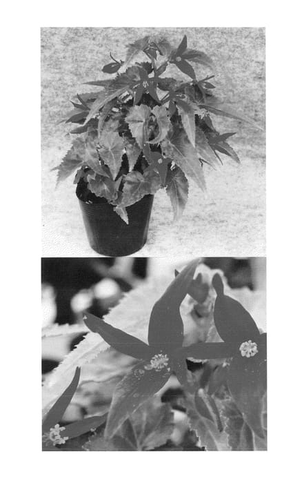 Figure 1 of US plant patent PP24286, the photograph of Sunjiradare printed in the patent.