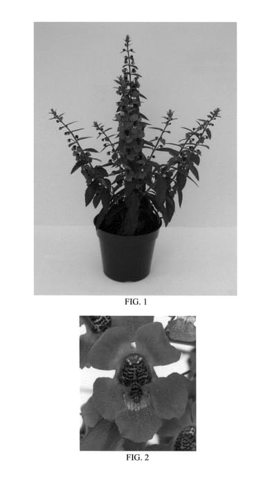 Figure 1 of US plant patent PP24287, the photograph of Balarcaspim printed in the patent.
