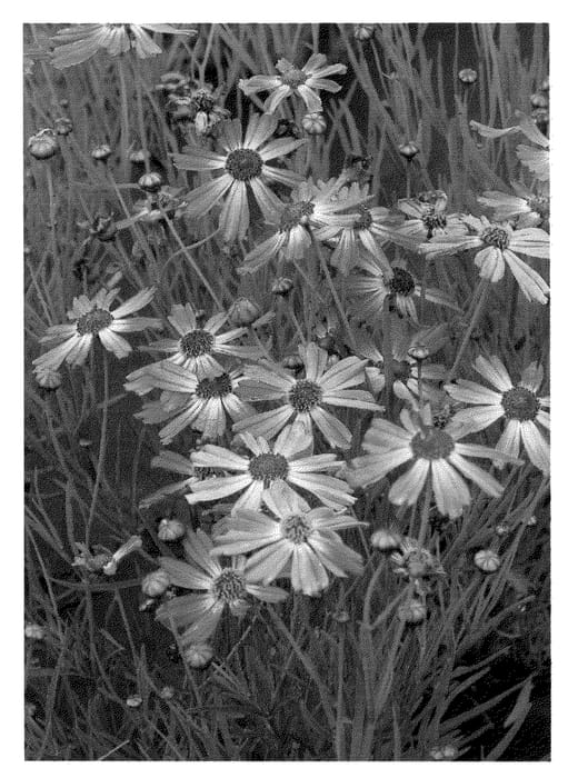 Figure 1 of US plant patent PP24288, the photograph of Pink Sapphire printed in the patent.
