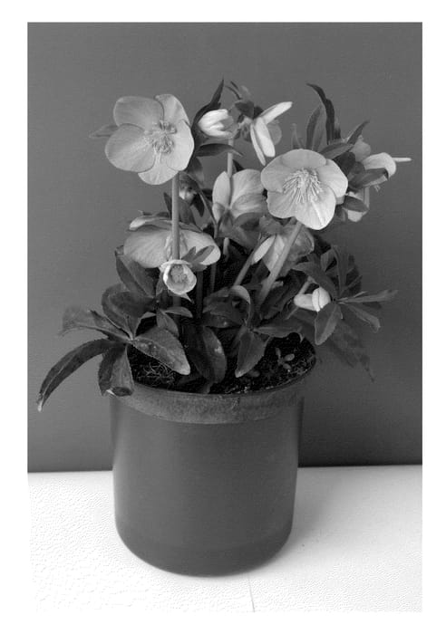 Figure 1 of US plant patent PP24289, the photograph of COSEH 950 printed in the patent.