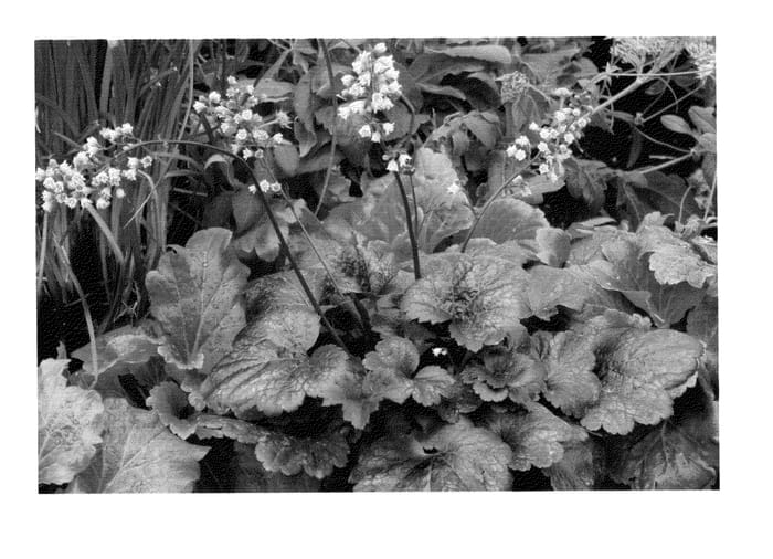 Figure 1 of US plant patent PP24290, the photograph of Gotham printed in the patent.