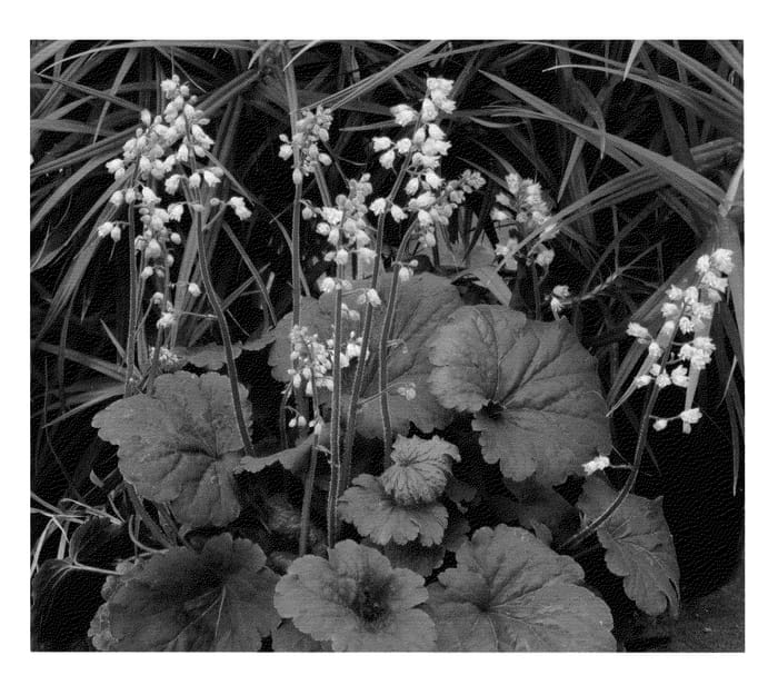 Figure 1 of US plant patent PP24291, the photograph of Bella Notte printed in the patent.