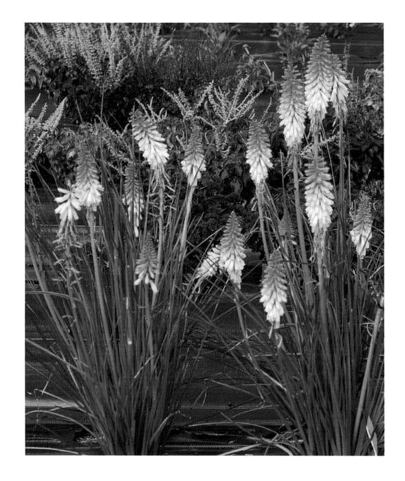 Figure 1 of US plant patent PP24292, the photograph of Orange Vanilla Popsicle printed in the patent.