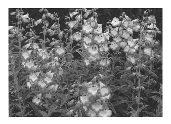 Figure 1 of US plant patent PP24293, the photograph of Watermelon Taffy printed in the patent.