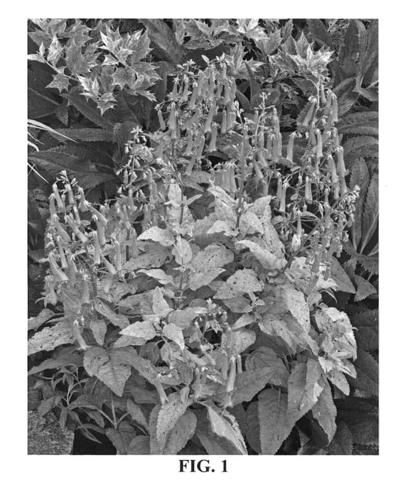Figure 1 of US plant patent PP24294, the photograph of Lemon Spritzer printed in the patent.