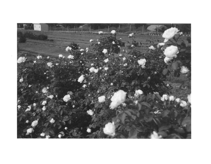 Figure 1 of US plant patent PP24295, the photograph of Radclean printed in the patent.