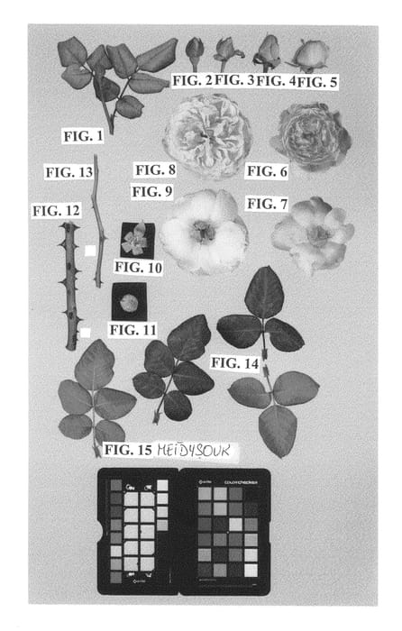 Figure 1 of US plant patent PP24296, the photograph of Meidysouk printed in the patent.