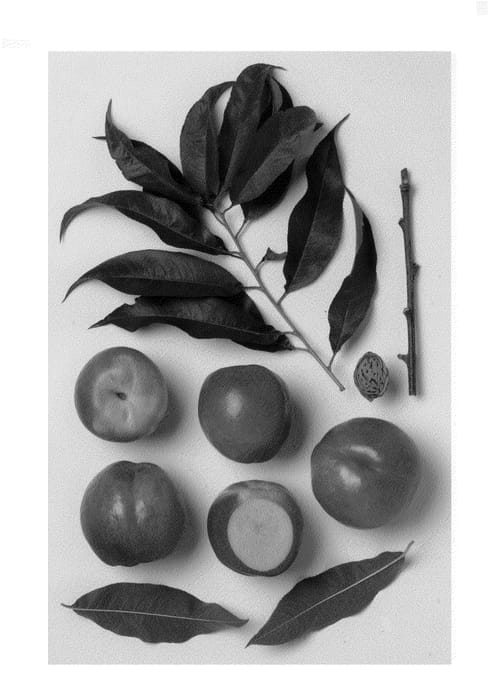 Figure 1 of US plant patent PP24297, the photograph of R82358 printed in the patent.