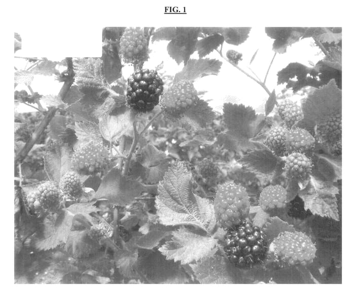Figure 1 of US plant patent PP24298, the photograph of HJ-7 printed in the patent.