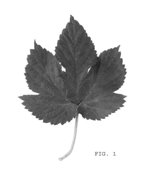 Figure 1 of US plant patent PP24299, the photograph of Calypso printed in the patent.