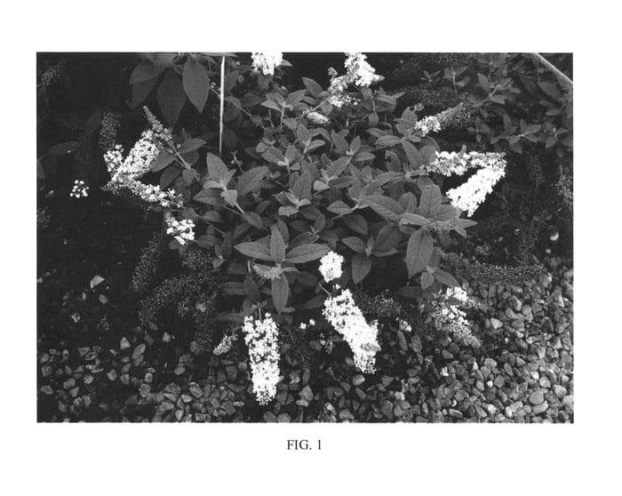 Figure 1 of US plant patent PP24300, the photograph of Hinebud3 printed in the patent.