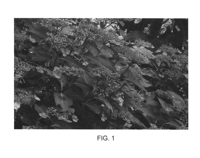 Figure 1 of US plant patent PP24301, the photograph of Annie's Blue printed in the patent.