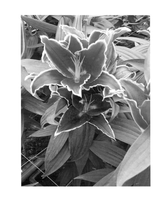 Figure 1 of US plant patent PP24303, the photograph of Sunny Grenada printed in the patent.