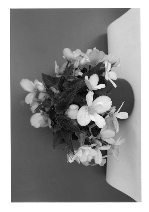 Figure 1 of US plant patent PP24304, the photograph of BKBEWFAFSP printed in the patent.
