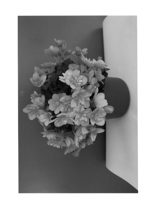 Figure 1 of US plant patent PP24305, the photograph of BKPBECSA printed in the patent.