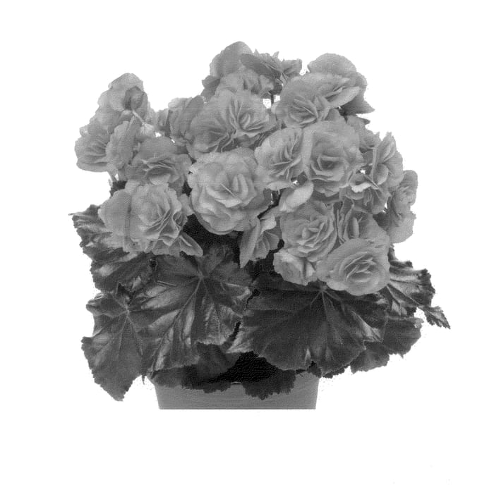 Figure 1 of US plant patent PP24306, the photograph of BBFLARO printed in the patent.