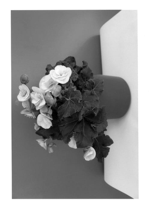 Figure 1 of US plant patent PP24307, the photograph of BKPBECVP printed in the patent.