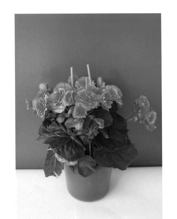 Figure 1 of US plant patent PP24308, the photograph of BKPBECDR printed in the patent.