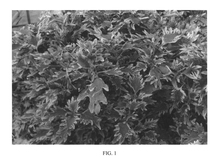 Figure 1 of US plant patent PP24309, the photograph of Jpn10 printed in the patent.