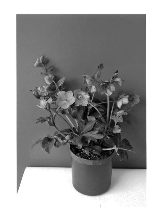 Figure 1 of US plant patent PP24310, the photograph of COSEH 970 printed in the patent.