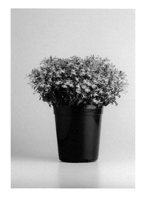 Figure 1 of US plant patent PP24311, the photograph of Klele12471 printed in the patent.