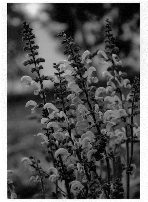 Figure 1 of US plant patent PP24312, the photograph of Sweet 16 printed in the patent.