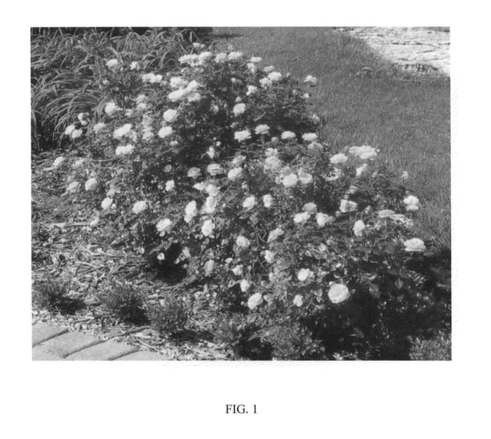 Figure 1 of US plant patent PP24313, the photograph of ZARSBSUN printed in the patent.