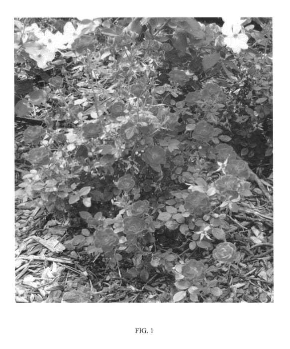 Figure 1 of US plant patent PP24314, the photograph of ZARSBJOH printed in the patent.