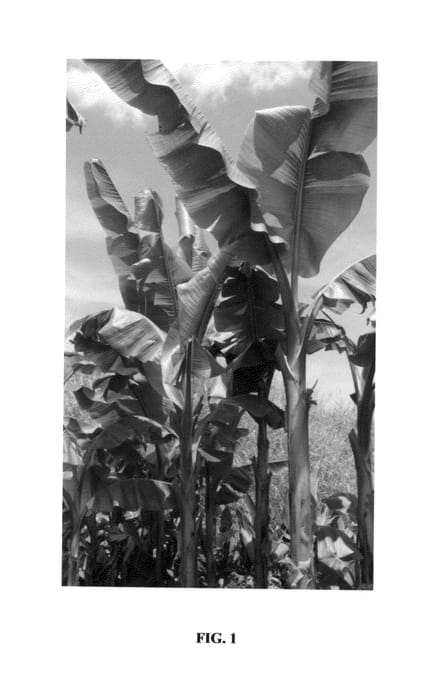 Figure 1 of US plant patent PP24315, the photograph of MeKong Giant printed in the patent.