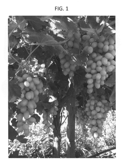 Figure 1 of US plant patent PP24316, the photograph of JPD-001 printed in the patent.