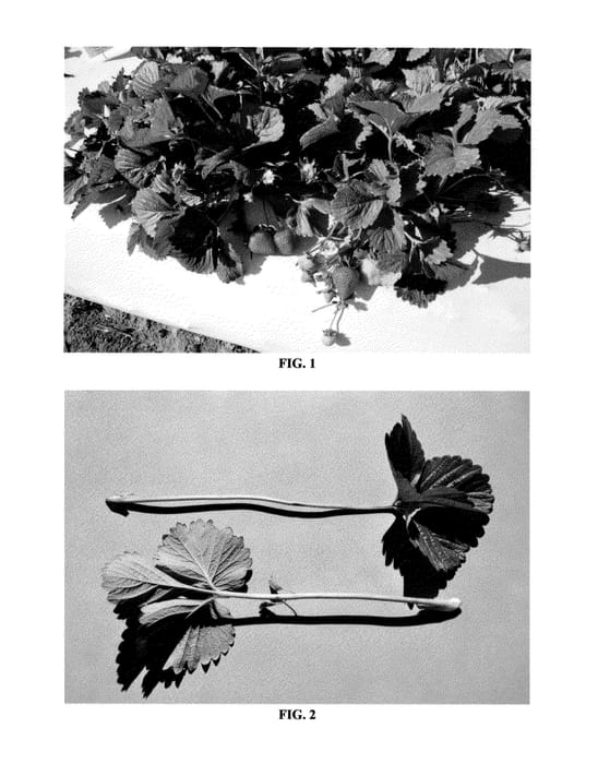 Figure 1 of US plant patent PP24317, the photograph of DrisStrawThirtyOne printed in the patent.