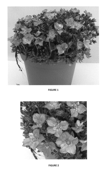 Figure 1 of US plant patent PP24318, the photograph of SAXZ0009 printed in the patent.