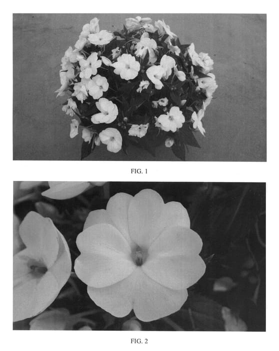 Figure 1 of US plant patent PP24320, the photograph of SAKIMP027 printed in the patent.