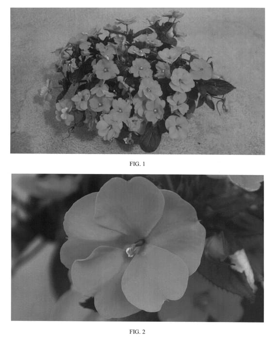 Figure 1 of US plant patent PP24321, the photograph of SAKIMP026 printed in the patent.