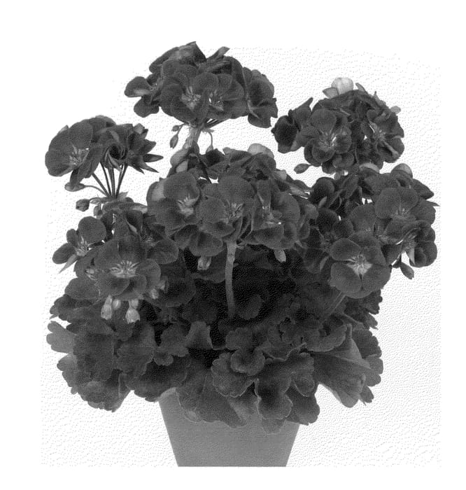 Figure 1 of US plant patent PP24322, the photograph of Swevel printed in the patent.