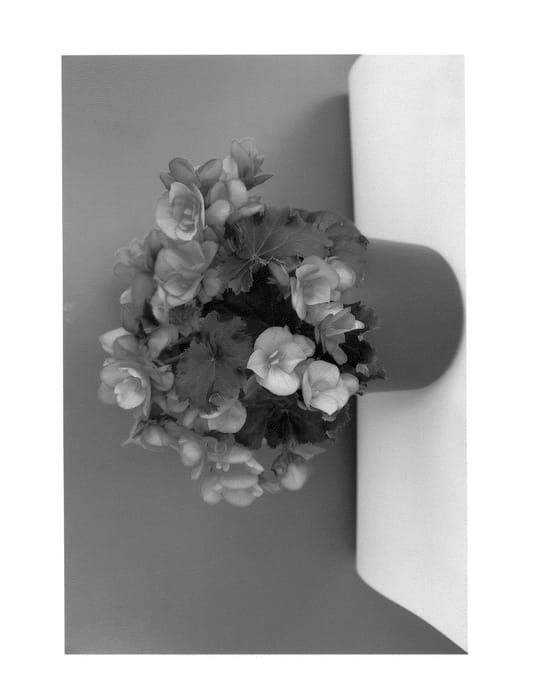 Figure 1 of US plant patent PP24323, the photograph of BKPBEELA printed in the patent.