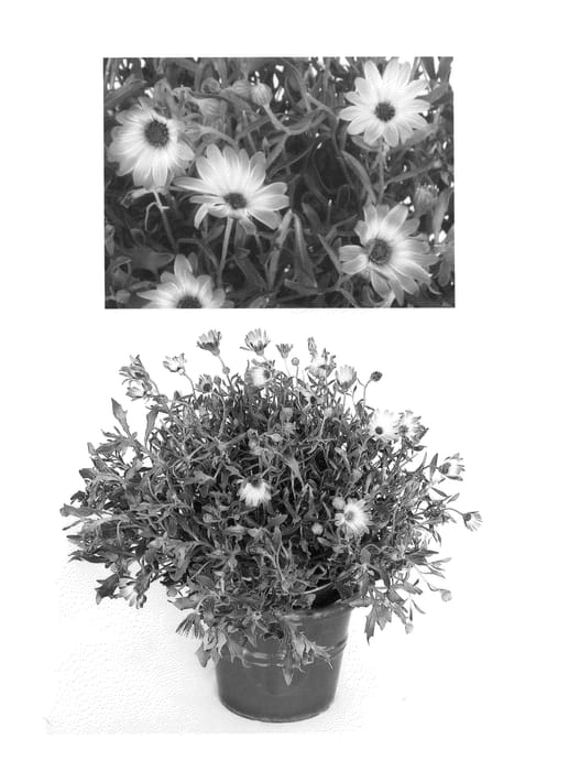 Figure 1 of US plant patent PP24324, the photograph of Sunpix1101 printed in the patent.