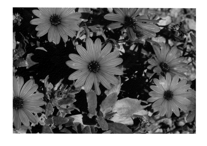 Figure 1 of US plant patent PP24325, the photograph of KLEOE12201 printed in the patent.