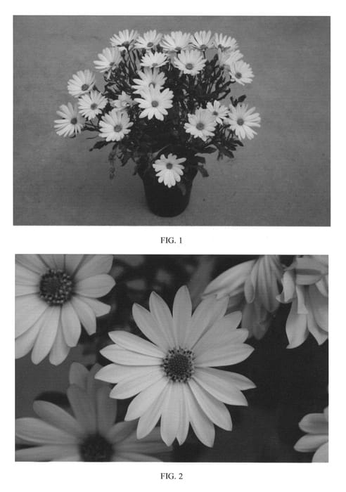 Figure 1 of US plant patent PP24326, the photograph of SAKOST8194 printed in the patent.